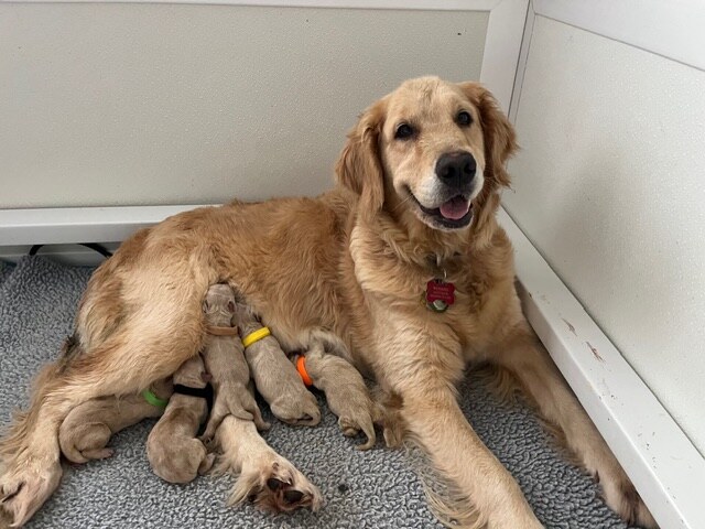 Liberty Lionswatch It's Just You And Me Rosie (Rosie)