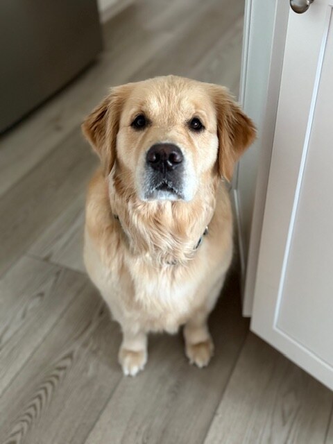 LIBERTY LIONSWATCH PIPPI'S GRACE (Grace)