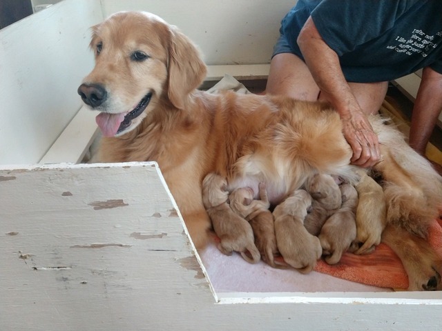 Luka 70's Rock and Roll Litter