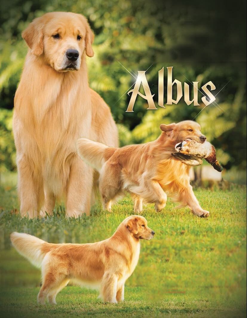 MBIS MBISS GCHG Boca Gold's Order of the Phoenix JH BISS SDHF OS (Albus)