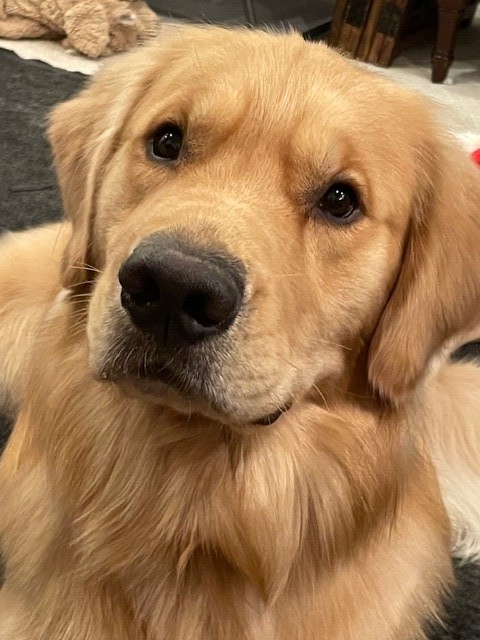 LIBERTYLIONSWATDISTILLED2PERFECTION WOODFORD (Woody)