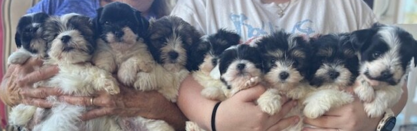 hav pups4