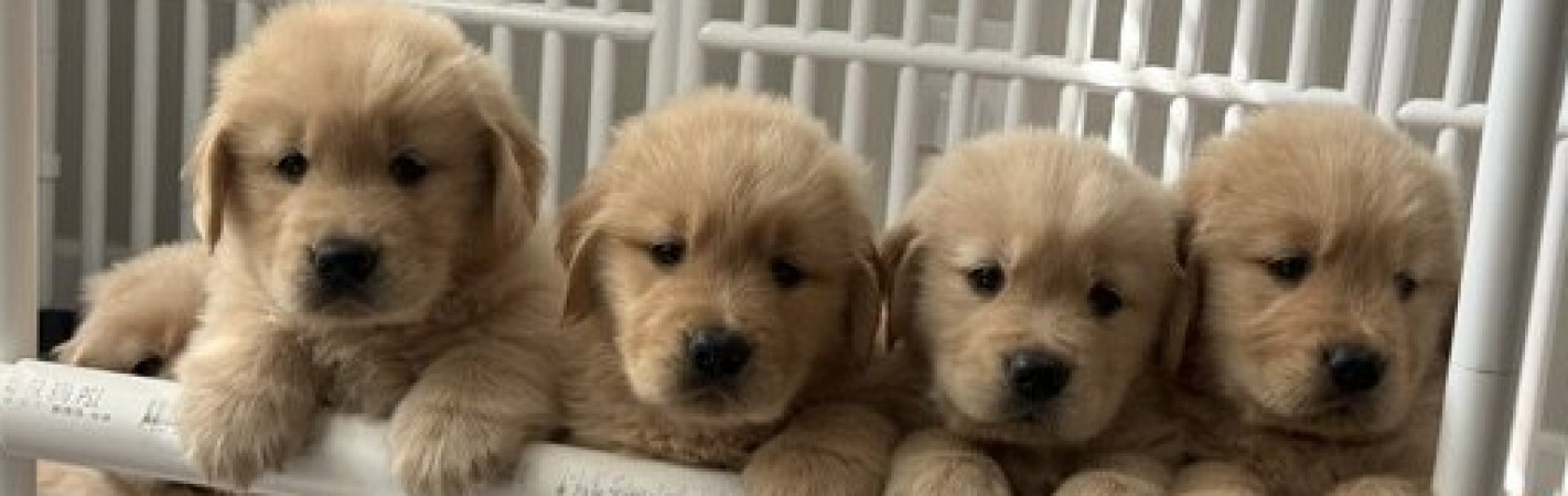 4 pups
