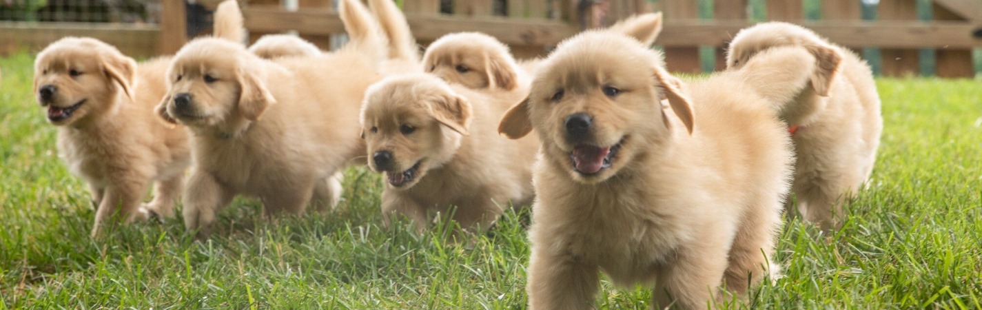 puppies runningJPG