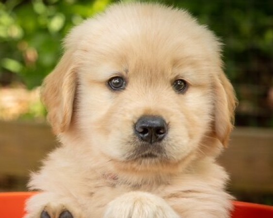 puppy
